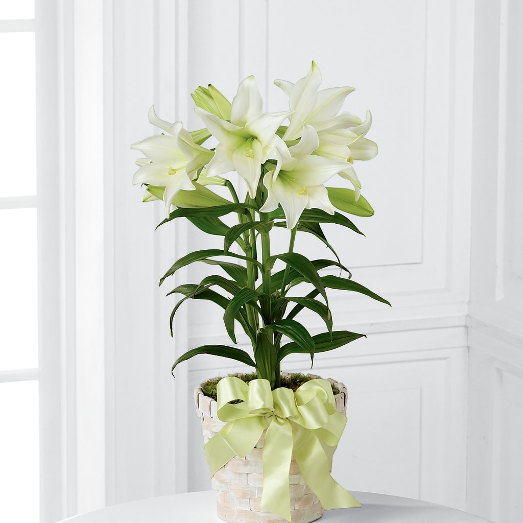 Easter Lily Plant – Magical Flowers, Naples FL