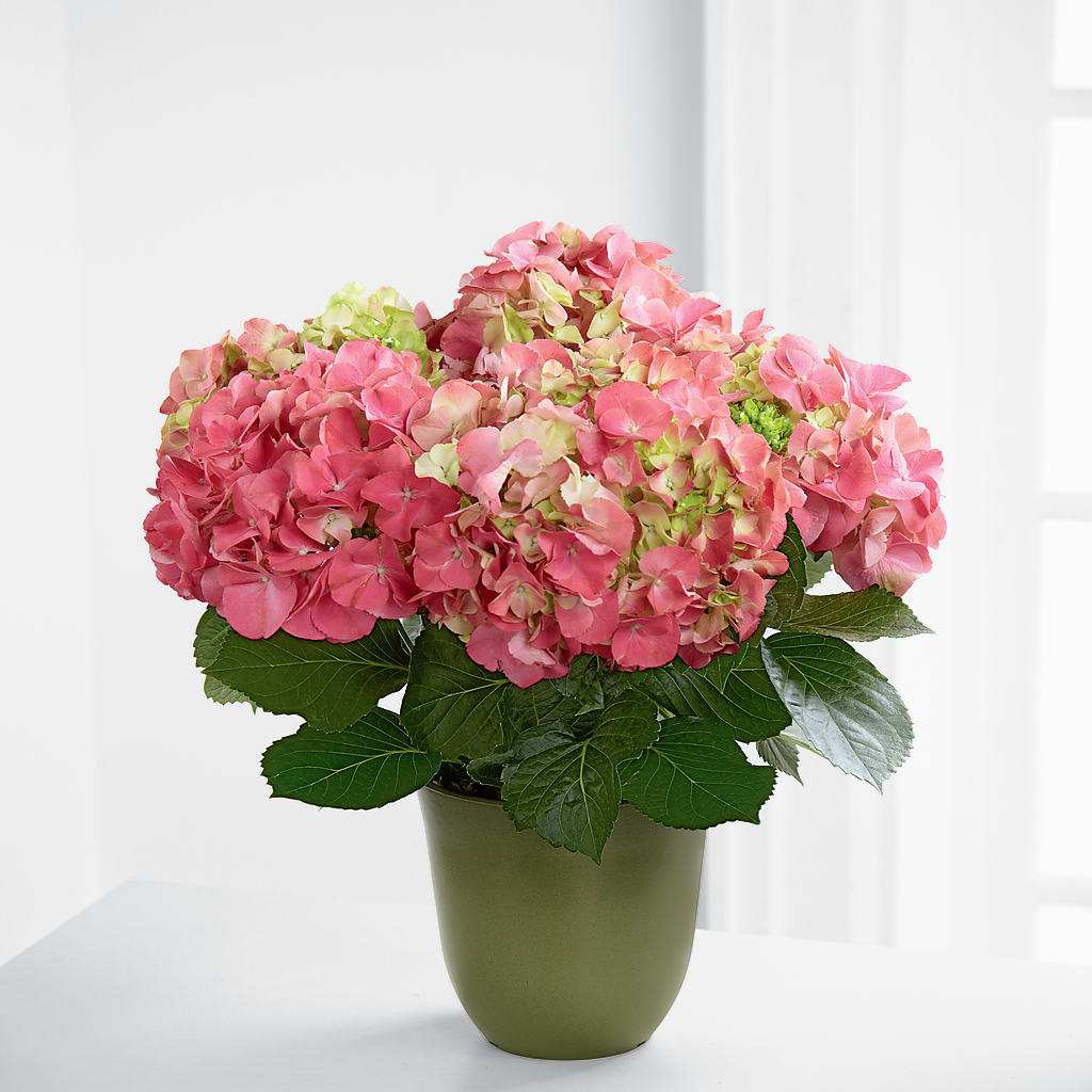 Pink Hydrangea Planter – Magical Flowers, Naples FL