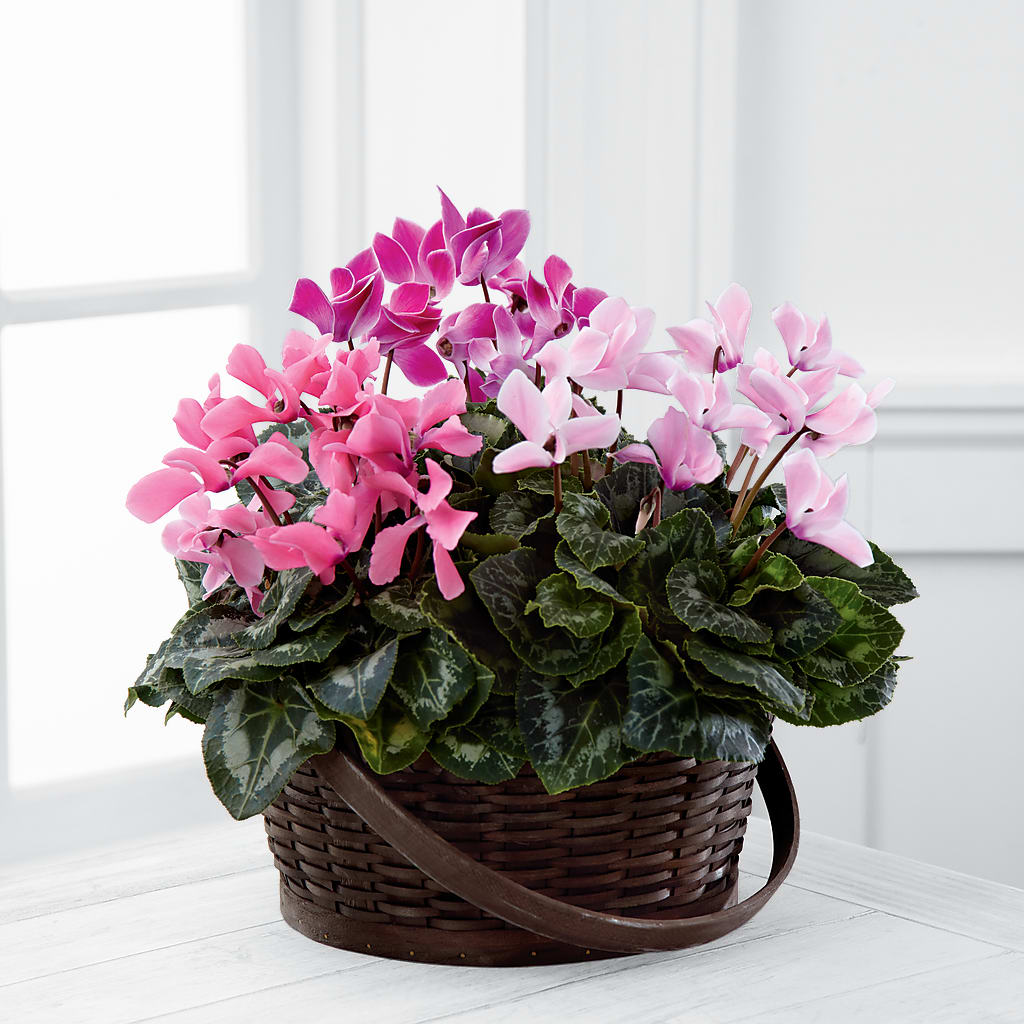 Mixed Cyclamen Planter – Magical Flowers, Naples FL