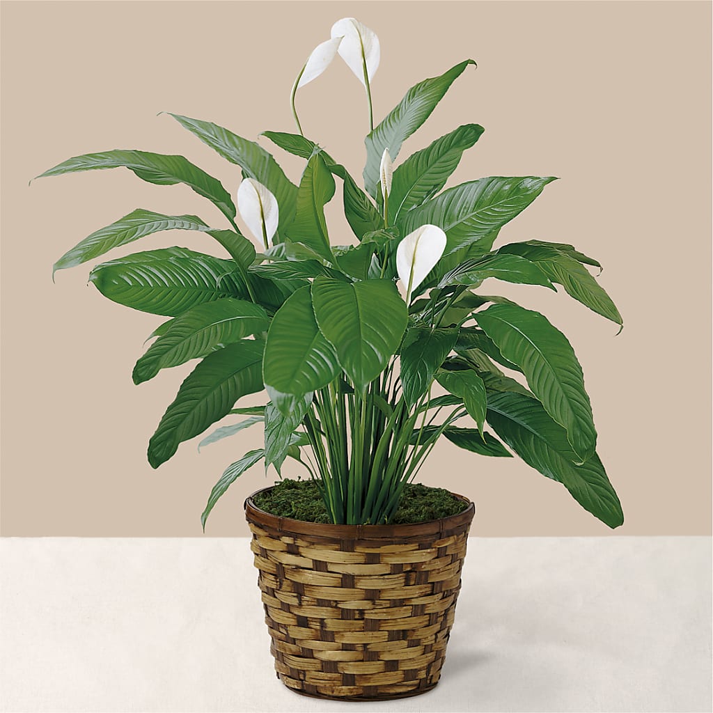 Tranquil Moments Peace Lily Plant – Magical Flowers, Naples FL