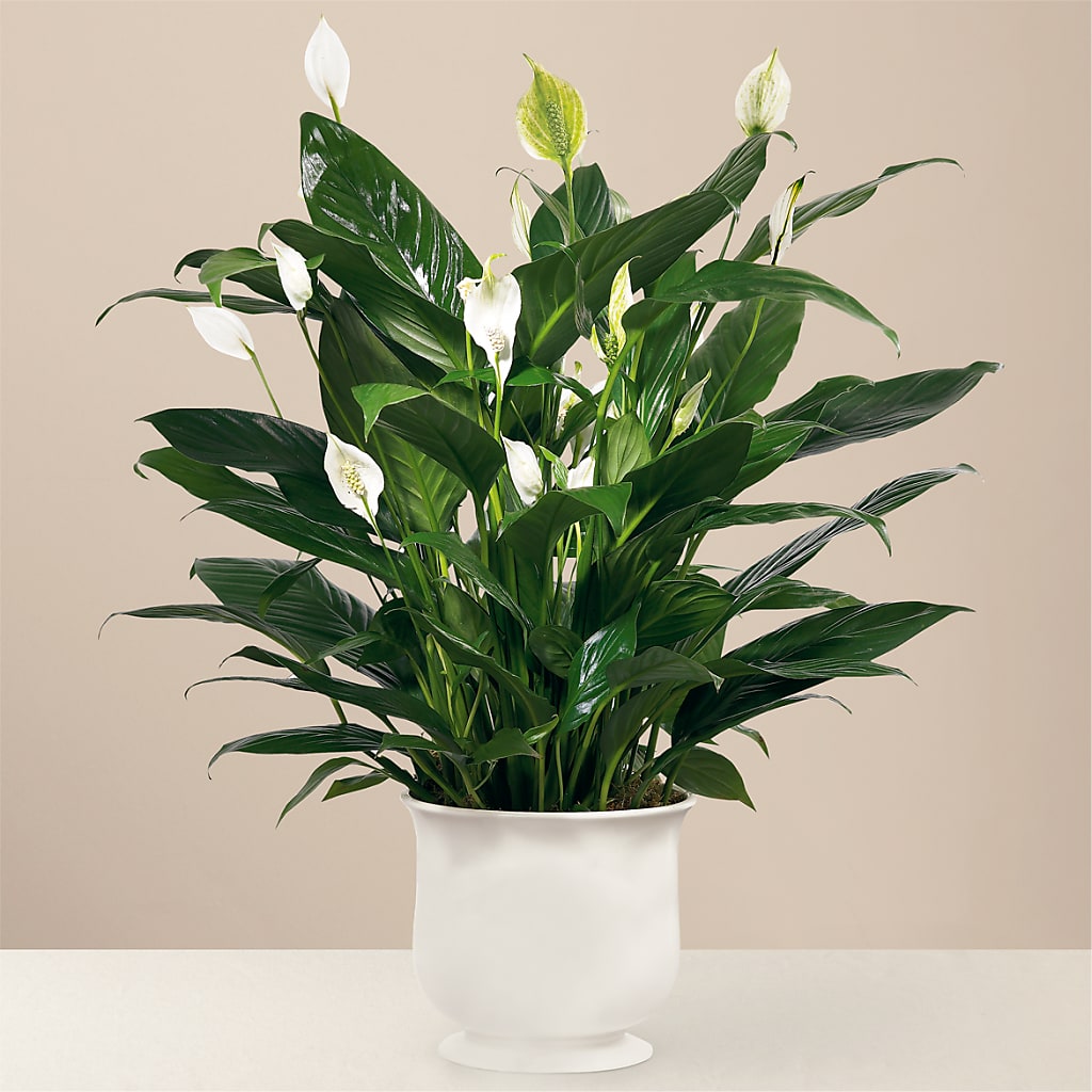 Comfort Planter – Magical Flowers, Naples FL