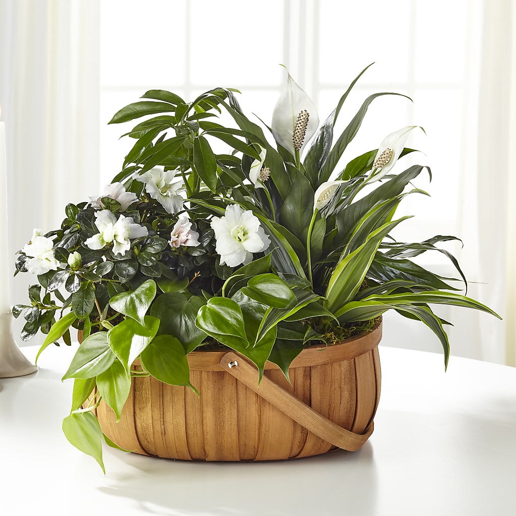 Serene Dishgarden – Magical Flowers, Naples FL