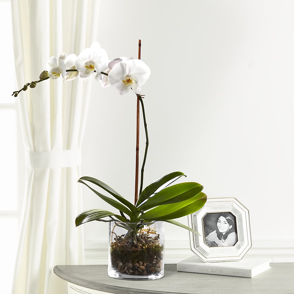 White Orchid Planter – Magical Flowers, Naples FL