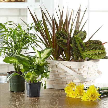Florist Designed Blooming and Green Plants in a Basket –  Magical Flowers, Naples FL