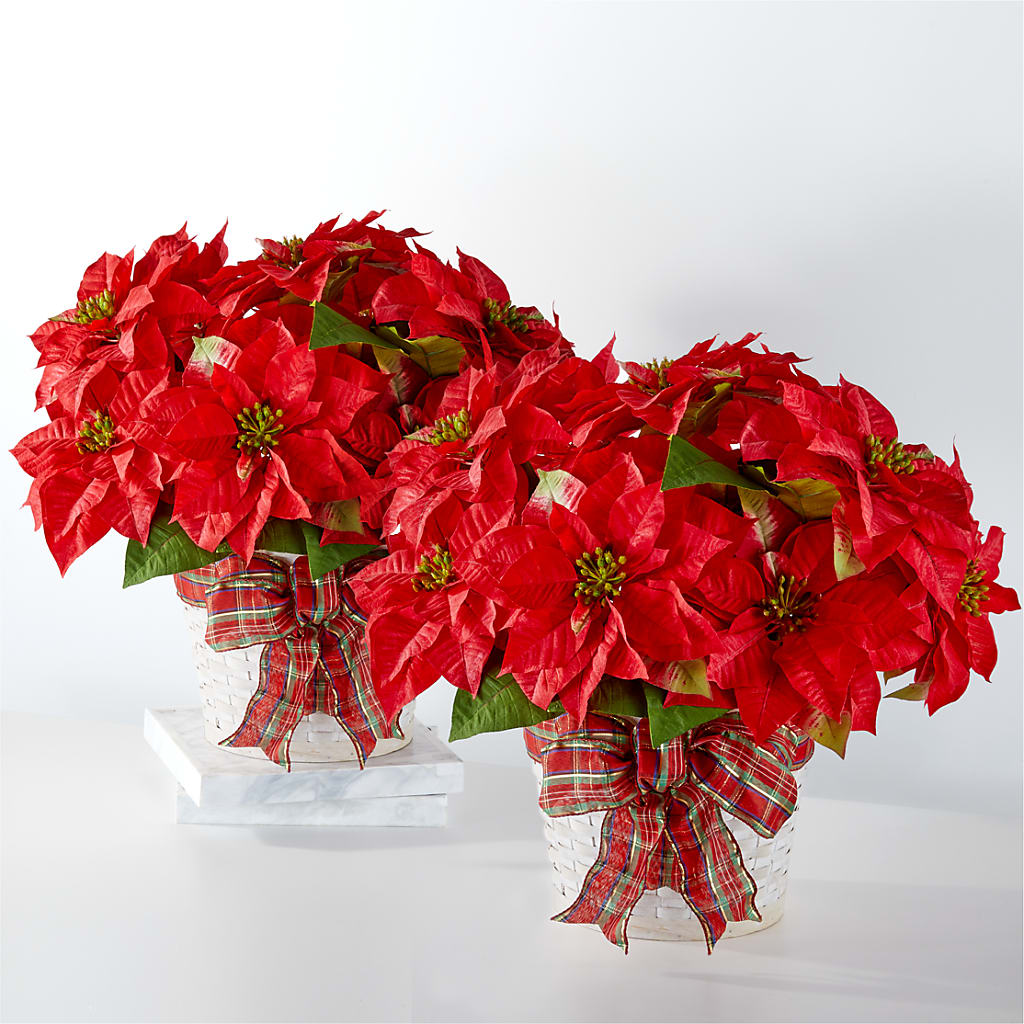Happiest Holidays Poinsettia Bundle –  Magical Flowers, Naples FL