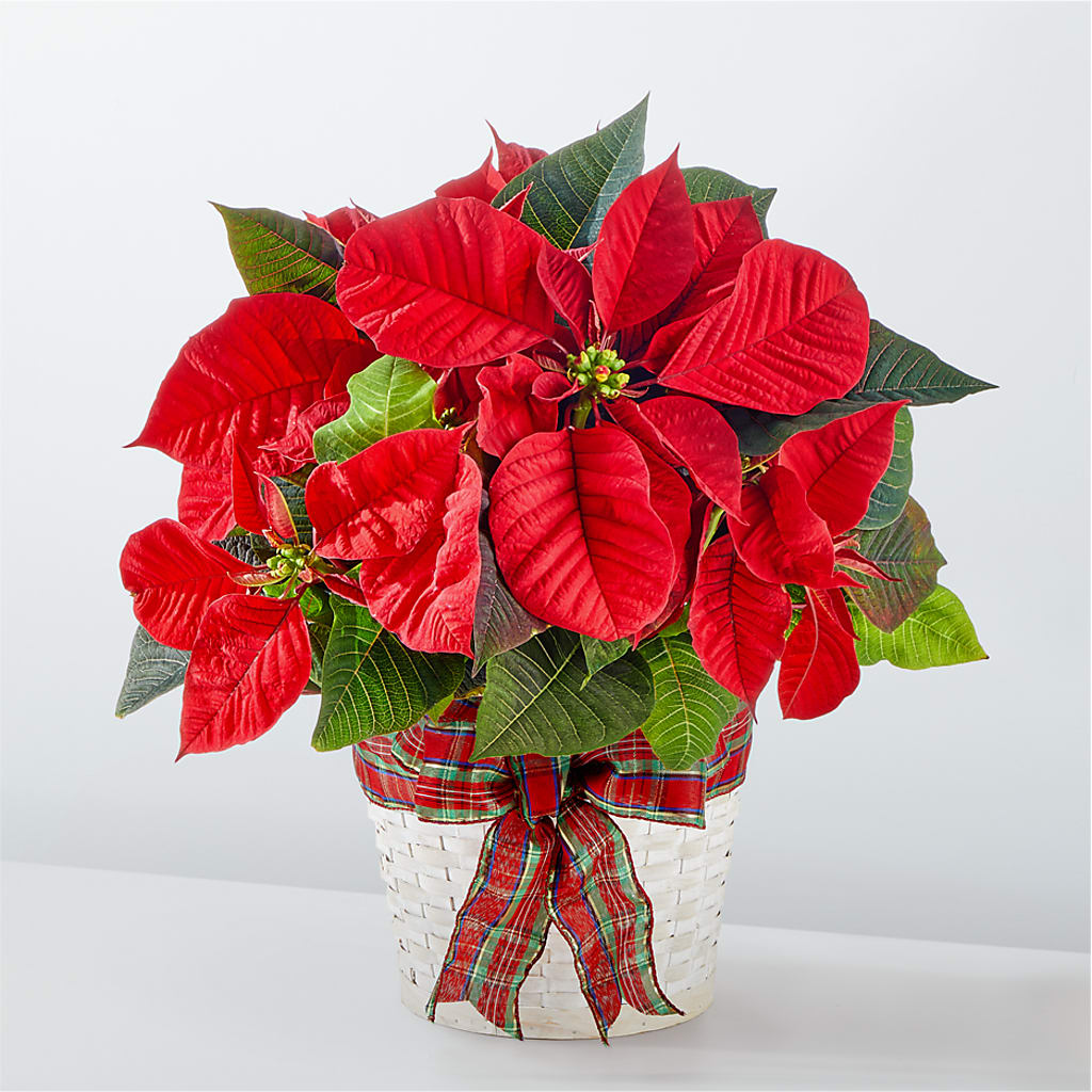 Happiest Holidays Poinsettia –  Magical Flowers, Naples FL