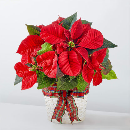 Happiest Holidays Poinsettia –  Magical Flowers, Naples FL