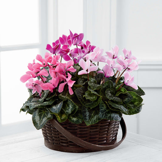 Mixed Cyclamen Planter –  Magical Flowers, Naples FL