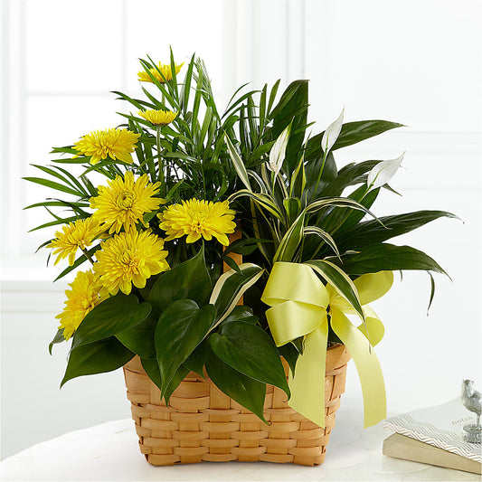 Loving Light Dishgarden –  Magical Flowers, Naples FL