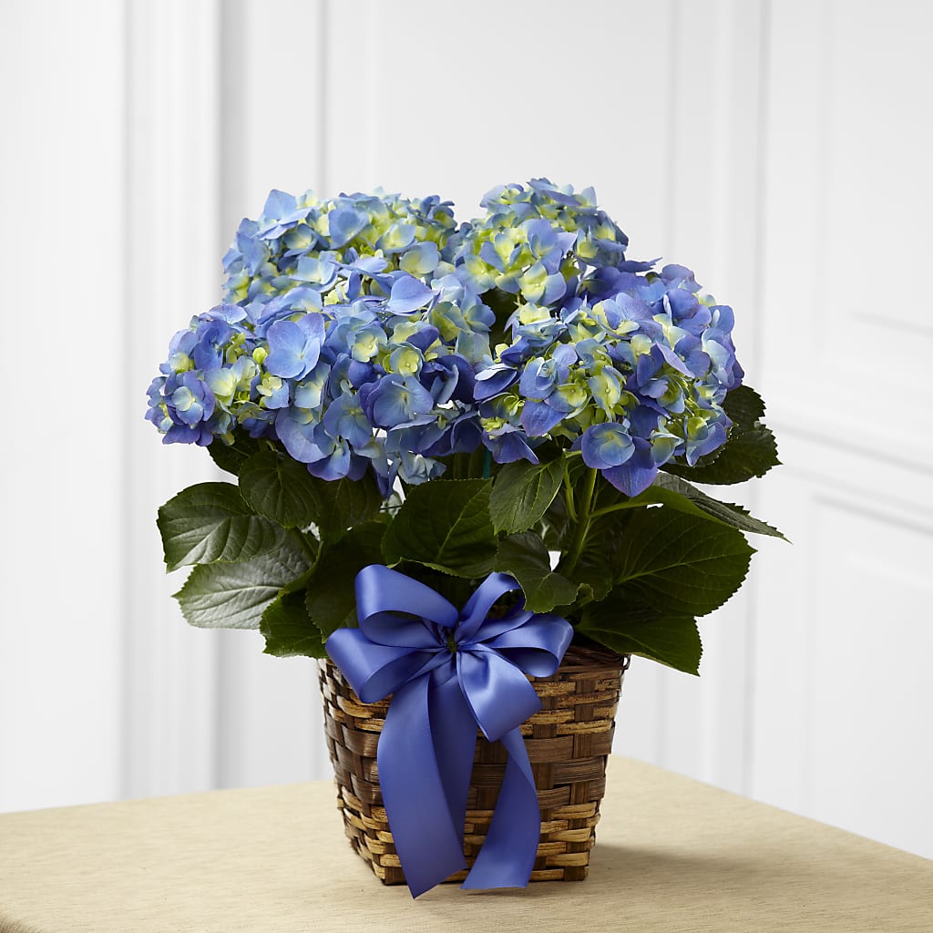 Blue Hydrangea Planter –  Magical Flowers, Naples FL