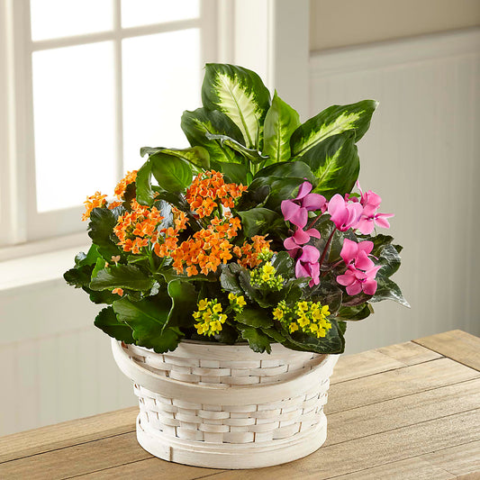 Color Crush Dishgarden –  Magical Flowers, Naples FL