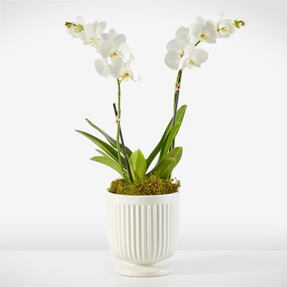 Whispering White Orchid –  Magical Flowers, Naples FL