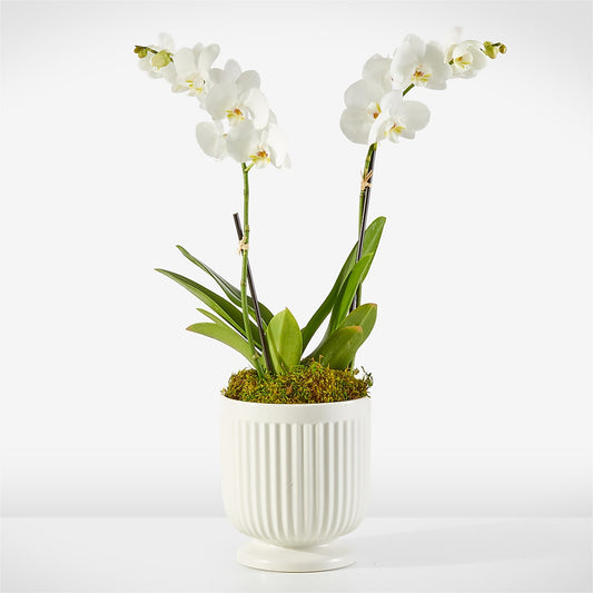 Whispering White Orchid –  Magical Flowers, Naples FL