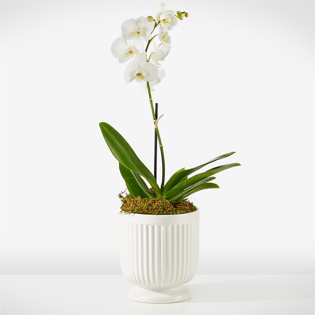 Whispering White Orchid –  Magical Flowers, Naples FL