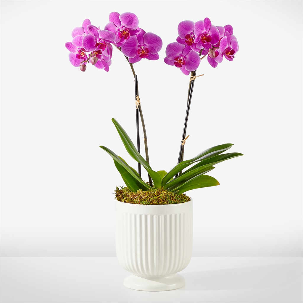 Friendly Fuchsia Orchid –  Magical Flowers, Naples FL