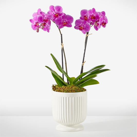Friendly Fuchsia Orchid –  Magical Flowers, Naples FL
