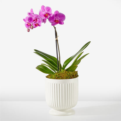 Friendly Fuchsia Orchid –  Magical Flowers, Naples FL