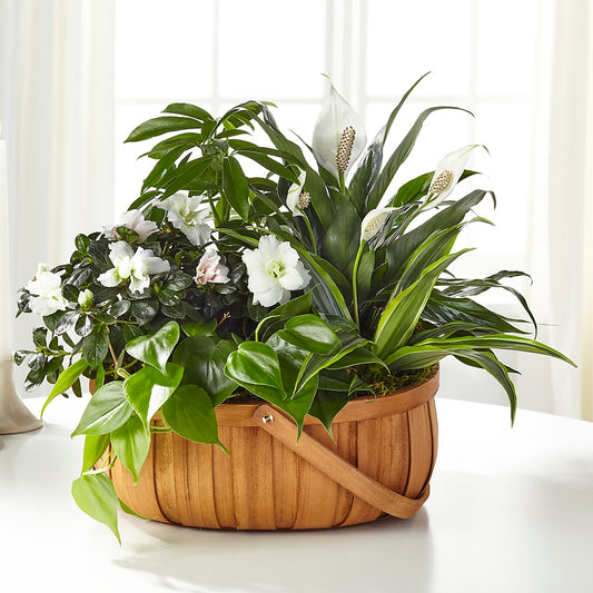 Serene Dishgarden –  Magical Flowers, Naples FL