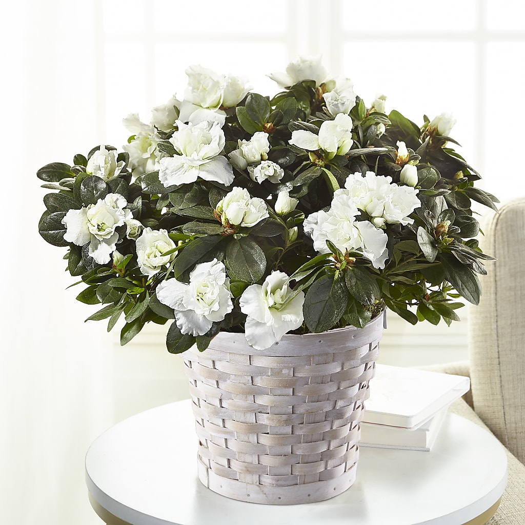 White Azalea Plant –  Magical Flowers, Naples FL