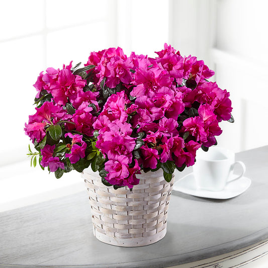 Hope & Serenity Azalea Plant –  Magical Flowers, Naples FL