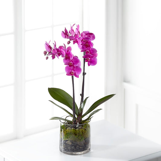Pink Orchid Plant –  Magical Flowers, Naples FL
