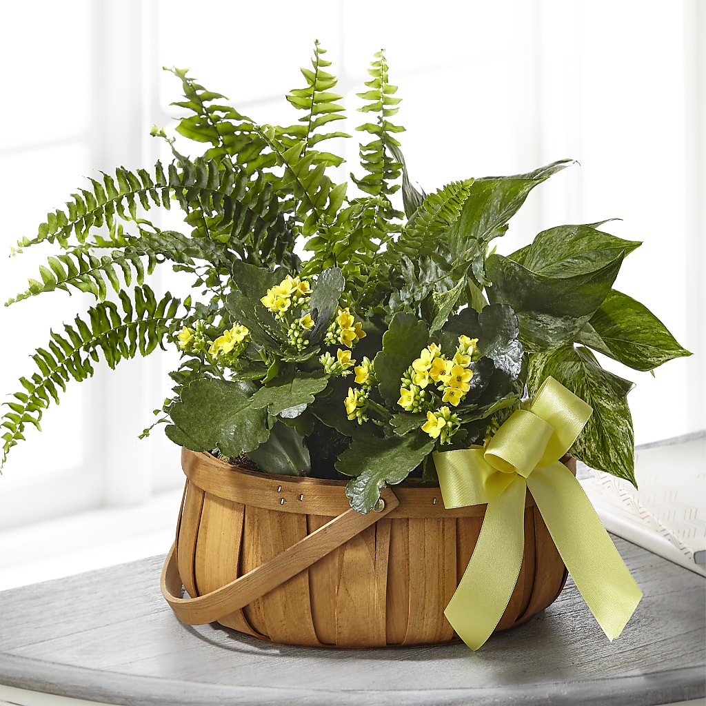 Always Dear Dishgarden –  Magical Flowers, Naples FL