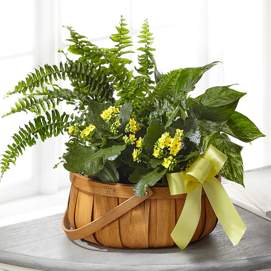 Always Dear Dishgarden –  Magical Flowers, Naples FL