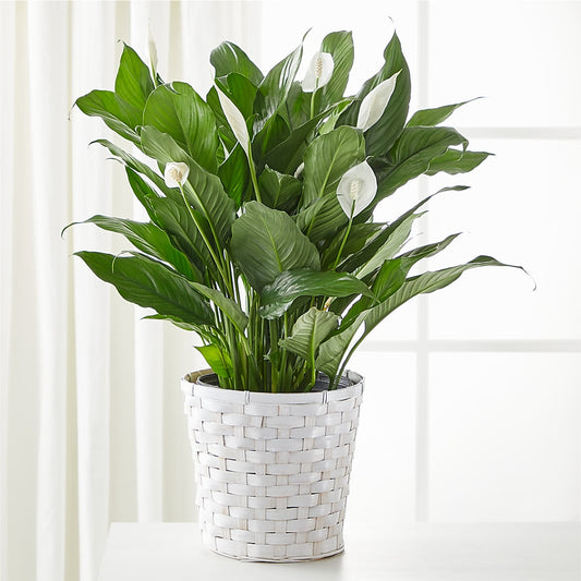 A New Leaf Peace Lily –  Magical Flowers, Naples FL