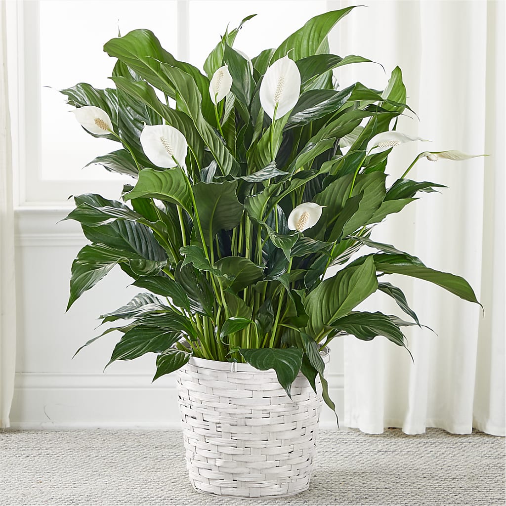 A New Leaf Peace Lily –  Magical Flowers, Naples FL