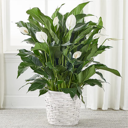 A New Leaf Peace Lily –  Magical Flowers, Naples FL
