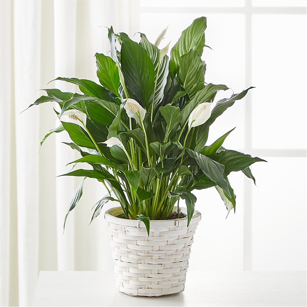 A New Leaf Peace Lily –  Magical Flowers, Naples FL