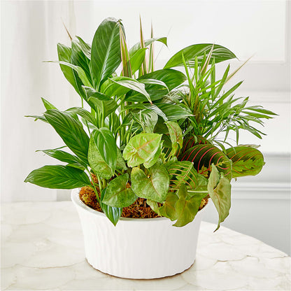 Balance & Harmony Dishgarden –  Magical Flowers, Naples FL