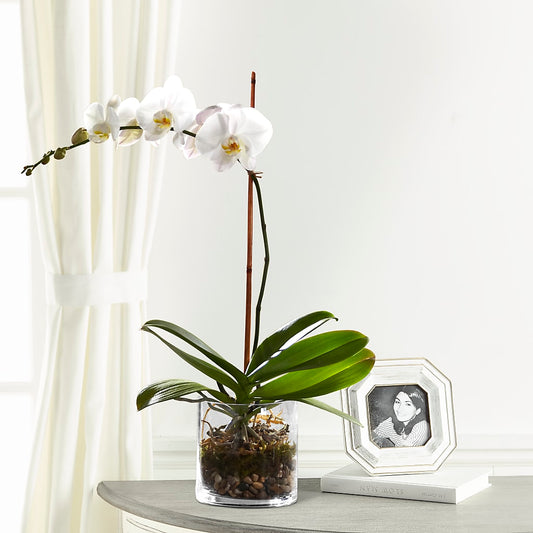 White Orchid Planter –  Magical Flowers, Naples FL