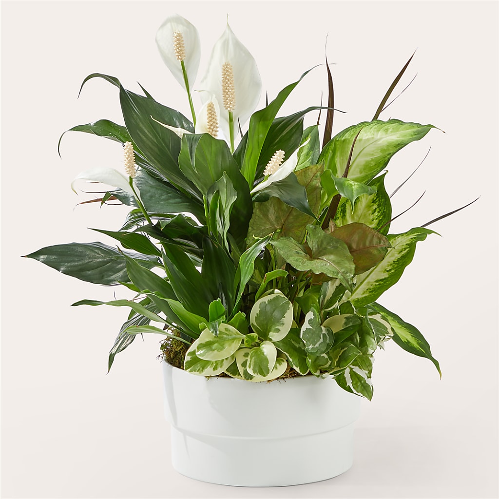 Radiating Positivity Dishgarden –  Magical Flowers, Naples FL