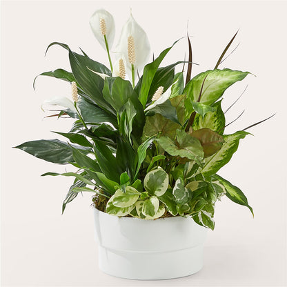 Radiating Positivity Dishgarden –  Magical Flowers, Naples FL